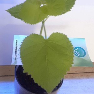 نهال پالونیا هیبرید اصلاح شده طب جو قیمت درخت پالونیا  انواع پالونیا عمده فروشی نهال  خرده فروشی نهال پالونیا گلدان پالونیا هیبرید خرید و فروش پالونیا آموزش رایگان پالونیا مشاوره پالونیا کشاورزی نوین باغبانی مدرن زراعت چوب پالونیا 